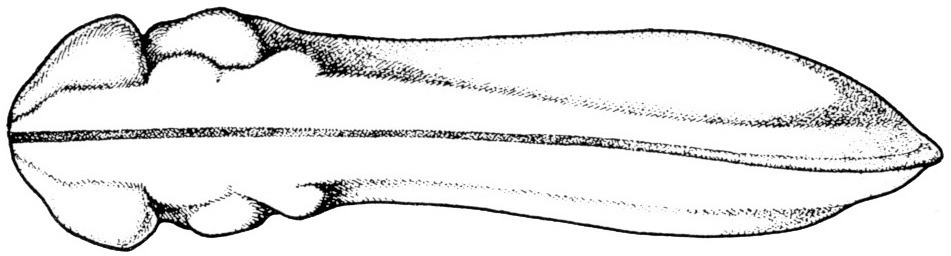 Nieuwkoop and Faber stage 26; age 1 day, 5 hr 30 min at 22-24 Celsius; corresponding to the following external morphological criteria: otic vesicle protruding. Pronephros distinctly visible. Myotomes showing through for the first time. Fin somewhat broadened at dorso-caudal end of body. Beginning of spontaneous movements. Length: 3.0 - 3.3 mm.