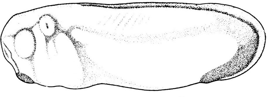 Nieuwkoop and Faber stage 26; age 1 day, 5 hr 30 min at 22-24 Celsius; corresponding to the following external morphological criteria: otic vesicle protruding. Pronephros distinctly visible. Myotomes showing through for the first time. Fin somewhat broadened at dorso-caudal end of body. Beginning of spontaneous movements. Length: 3.0 - 3.3 mm.