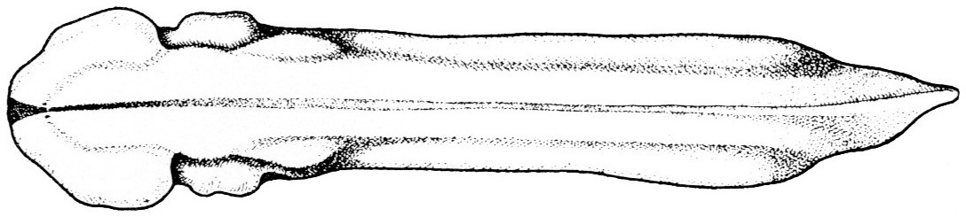 Nieuwkoop and Faber stage 27; age 1 day, 7 hr 15 min at 22-24 Celsius; corresponding to the following external morphological criteria: Lateral flattening of eyes. Fin transluscent, except for region behind anus. Tail bud formation accentuated in lateral outline. Length: 3.4 - 3.7 mm.