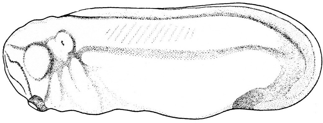 Nieuwkoop and Faber stage 27; age 1 day, 7 hr 15 min at 22-24 Celsius; corresponding to the following external morphological criteria: Lateral flattening of eyes. Fin transluscent, except for region behind anus. Tail bud formation accentuated in lateral outline. Length: 3.4 - 3.7 mm.