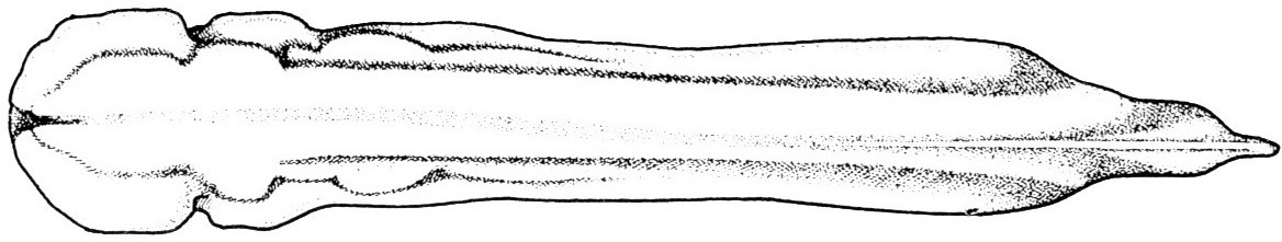 Nieuwkoop and Faber stage 28; age 1 day, 8 hr 30 min at 22-24 Celsius; corresponding to the following external morphological criteria: Fin extending up to anus. Fin broadened and distinctly divided into outer transparent and inner translucent band. Length: 3.8 - 4.0 mm.