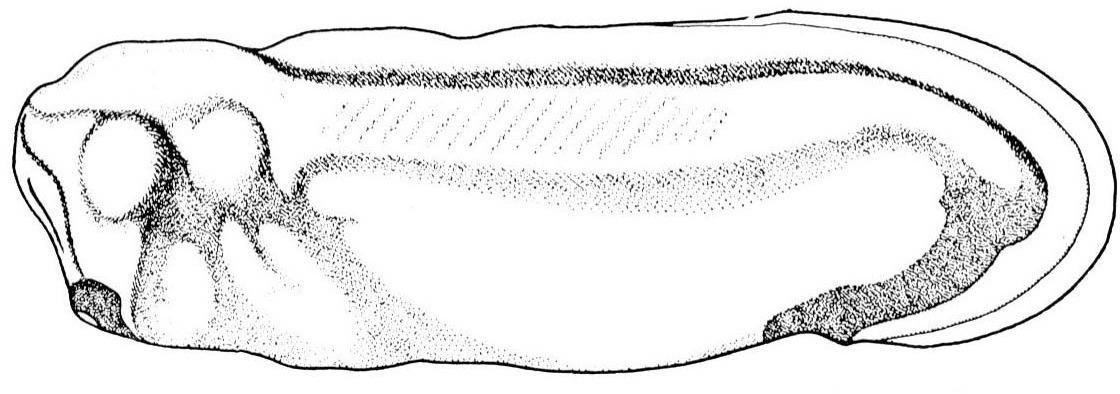 Nieuwkoop and Faber stage 28; age 1 day, 8 hr 30 min at 22-24 Celsius; corresponding to the following external morphological criteria: Fin extending up to anus. Fin broadened and distinctly divided into outer transparent and inner translucent band. Length: 3.8 - 4.0 mm.