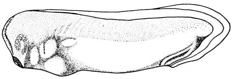 Nieuwkoop and Faber stage 29 and 30; age 1 day, 11 hr at 22-24 Celsius; corresponding to the following external morphological criteria: Gray eye cup showing through for the first time. Fin transparent up to the base over its whole length. Tail bud distinct. Length: 4.0 - 4.5 mm.
