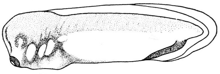 Nieuwkoop and Faber stage 31; age 1 day, 13 hr 30 min at 22-24 Celsius; corresponding to the following external morphological criteria: Tail bud equally long as broad. Length: 4.2 - 4.8 mm.