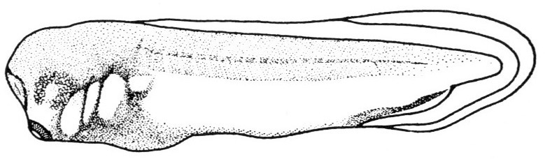 Nieuwkoop and Faber stage 32; age 1 day, 16 hr at 22-24 Celsius; corresponding to the following external morphological criteria: Eye cup horse-shoe-shaped, standing out distinctly. Length of tail bud about 1.5 times its breadth. Length: 4.5 - 5.1 mm.