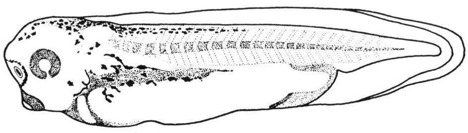 Nieuwkoop and Faber stage 35 and 36; age 2 days, 2 hr at 22-24 Celsius; corresponding to the following external morphological criteria: Stomodeal invagination roundish. Eye entirely black, choroid fissure nearly closed. Formation of two gill rudiments, anterior one nipple-shaped. Melanophores appearing on back. Posterior outline of proctodeum still curved. Length of tail bud about three times its breadth. Beginning of hatching. Length: 5.3 - 6.0 mm.