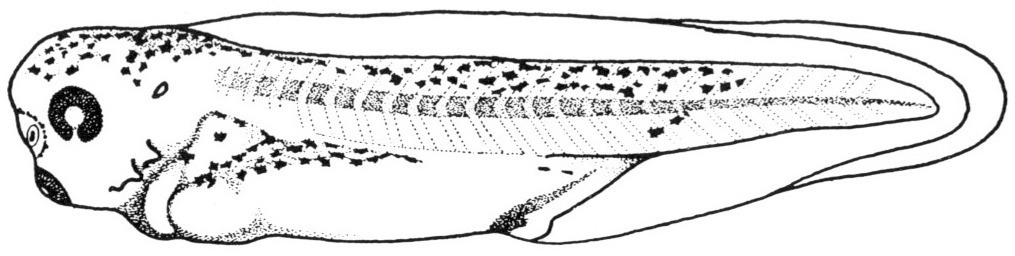 Nieuwkoop and Faber stage 37 and 38; age 2 days, 5 hr 30 min at 22-24 Celsius; corresponding to the following external morphological criteria: Stomodeal invagination much deeper, opening round. Both gill rudiments nipple-shaped, a branch of the anterior one indicated. Posterior outline of proctodeum straight, forming very obtuse angle with ventral border of tail myotomes. Melanophores spreading over tail. Length: 5.6 - 6.2 mm.
