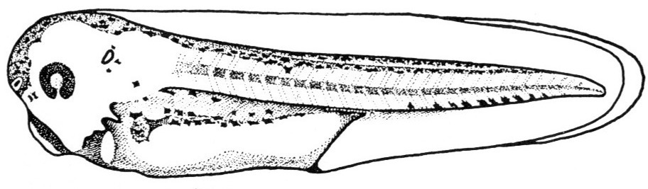 Nieuwkoop and Faber stage 39; age 2 days, 8 hr 30 min at 22-24 Celsius; corresponding to the following external morphological criteria: Melanophores appearing around nasal pits. Opening of stomodeal invagination transversely elongated. Melanophores on back arranged in a superficial and a deeper layer. Outlines of proctodeum and tail myotomes forming angle of about 135 degrees. Melanophores appearing along ventral edge of tail musculature. Length: 5.9 - 6.5 mm.