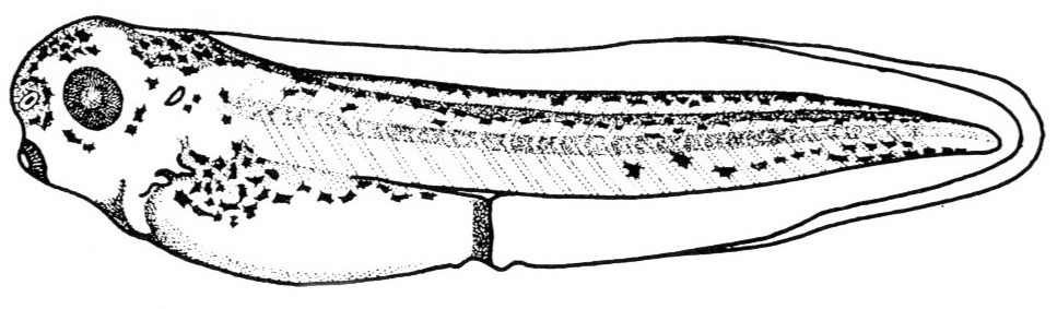 Nieuwkoop and Faber stage 40; age 2 days, 18 hr at 22-24 Celsius; corresponding to the following external morphological criteria: Mouth broken through. Length of gills about twice their breadth, posterior one sometimes also showing a branch. Outlines of proctodeum and tail myotomes forming angles of 90 degrees. Beginning of blood circulation in gills. Length: 6.3 - 6.8 mm.