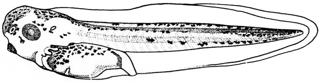 Nieuwkoop and Faber stage 41; age 3 days, 4 hr at 22-24 Celsius; corresponding to the following external morphological criteria: Gills broader and flatter, more laterally directed. Formation of a left-rostral and a right-caudal furrow in yolk mass; torsion of interjacent part about 45 degrees; formation of conical proctodeum, forming angle of about 60 degrees with tail myotomes. Formation of fin rostral to proctodeum; ventral outline of yolk mass and proctodeum a smooth concave line. Length: 6.7 - 7.5 mm.