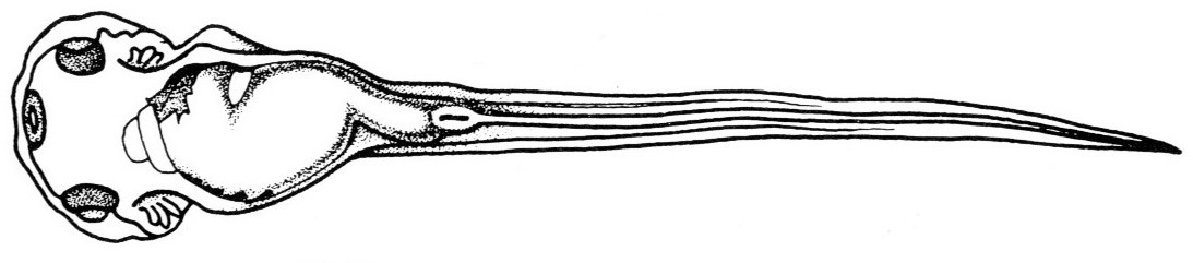 Nieuwkoop and Faber stage 41; age 3 days, 4 hr at 22-24 Celsius; corresponding to the following external morphological criteria: Gills broader and flatter, more laterally directed. Formation of a left-rostral and a right-caudal furrow in yolk mass; torsion of interjacent part about 45 degrees; formation of conical proctodeum, forming angle of about 60 degrees with tail myotomes. Formation of fin rostral to proctodeum; ventral outline of yolk mass and proctodeum a smooth concave line. Length: 6.7 - 7.5 mm.