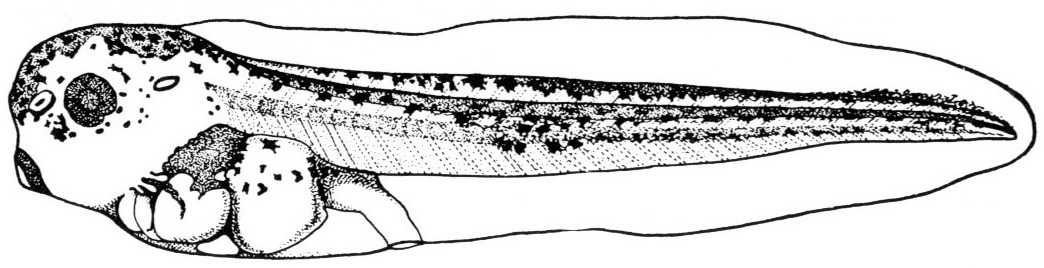 Nieuwkoop and Faber stage 42; age 3 days, 8 hr at 22-24 Celsius; corresponding to the following external morphological criteria: Beginning of formation of opercular folds. Torsion of intestine about 90 degrees; proctodeum connected with yolk mass by short horizontal intestinal tube. Length: 7.0 - 7.7 mm.