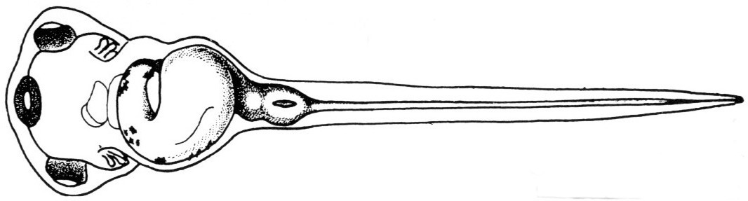 Nieuwkoop and Faber stage 42; age 3 days, 8 hr at 22-24 Celsius; corresponding to the following external morphological criteria: Beginning of formation of opercular folds. Torsion of intestine about 90 degrees; proctodeum connected with yolk mass by short horizontal intestinal tube. Length: 7.0 - 7.7 mm.