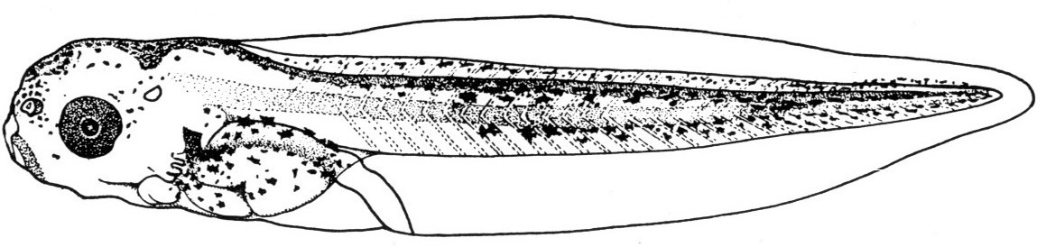 Nieuwkoop and Faber stage 43; age 3 days, 15 hr at 22-24 Celsius; corresponding to the following external morphological criteria: Lateral line system becoming visible externally. Cement gland losing its pigment. Torsion of intestine about 180 degrees; proctodeum narrower, arched or S-shaped. Length: 7.5 - 8.3 mm.