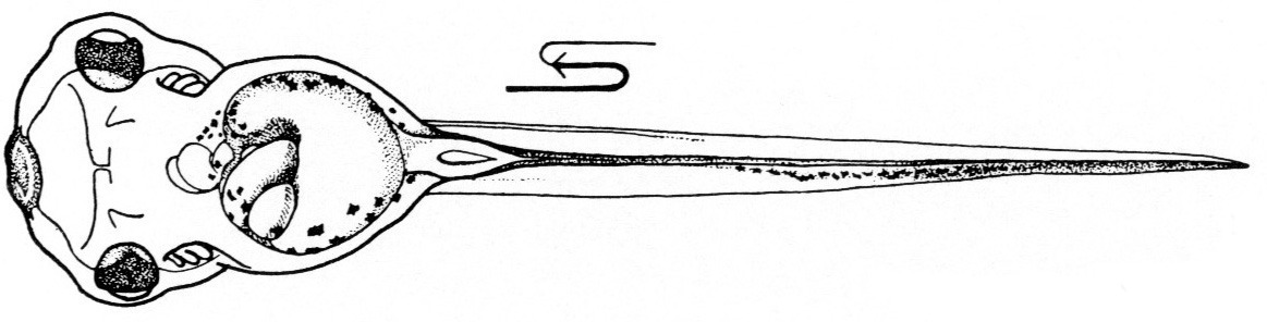 Nieuwkoop and Faber stage 43; age 3 days, 15 hr at 22-24 Celsius; corresponding to the following external morphological criteria: Lateral line system becoming visible externally. Cement gland losing its pigment. Torsion of intestine about 180 degrees; proctodeum narrower, arched or S-shaped. Length: 7.5 - 8.3 mm.