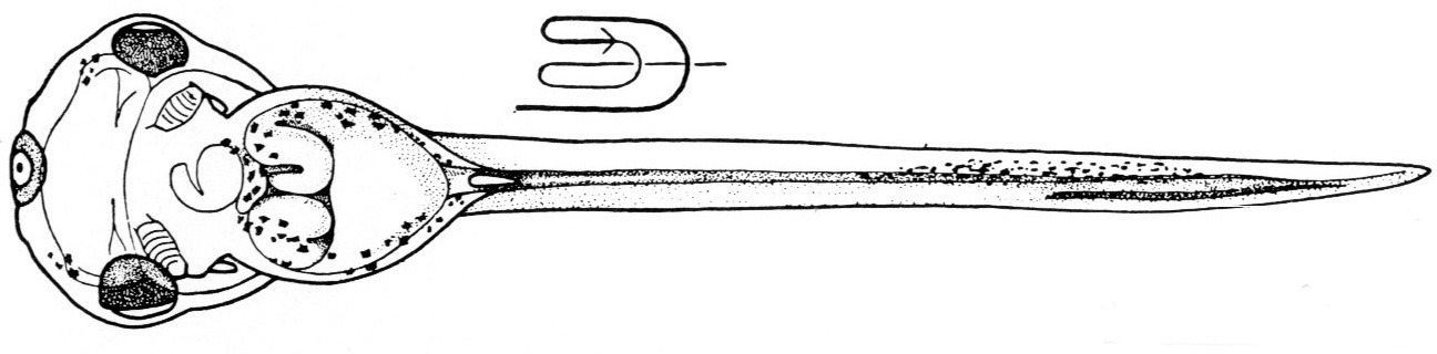 Nieuwkoop and Faber stage 44; age 3 days, 20 hr at 22-24 Celsius; corresponding to the following external morphological criteria: Appearance of tentacle rudiments. Opercular folds protruding further. Coiling part of intestine showing S-shaped loop; torsion about 360 degrees. Blood-circulation in gills usually ceased (gills smaller). Length: 7.8 - 8.5 mm.
