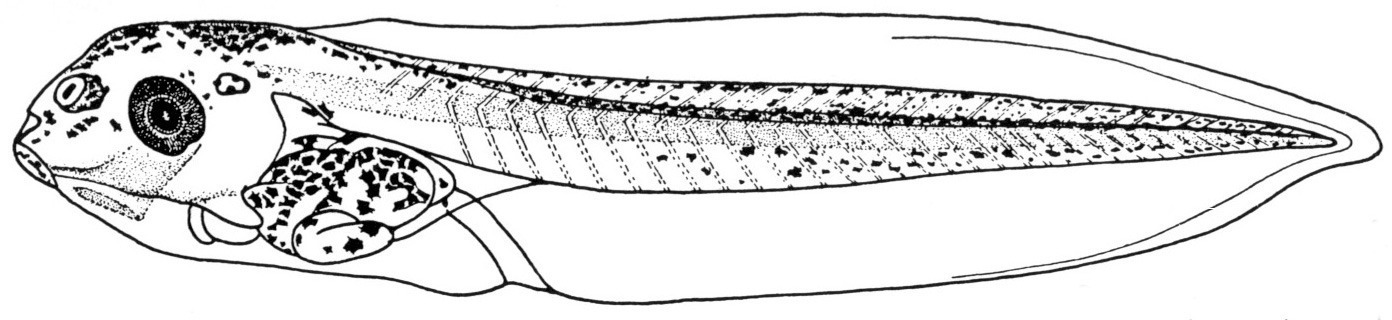 Nieuwkoop and Faber stage 45; age 4 days, 2 hr at 22-24 Celsius; corresponding to the following external morphological criteria: Operculum partly covering gills, edge still straight. Intestine spiralized in ventral aspects, showing 1.5 revolutions. Beginning of feeding. Length: 8 - 10 mm.