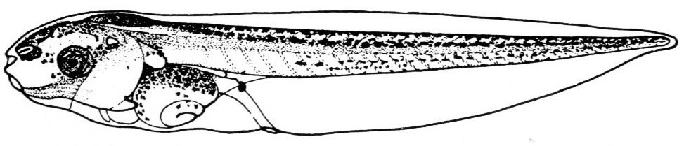 Nieuwkoop and Faber stage 46; age 4 days, 10 hr at 22-24 Celsius; corresponding to the following external morphological criteria: Edge of operculum becoming convex. Xantophores appearing on eye and abdomen. Intestine showing 2 to 2.5 revolutions. Hindlimb bud visible for the first time. Length: 9 - 12 mm.