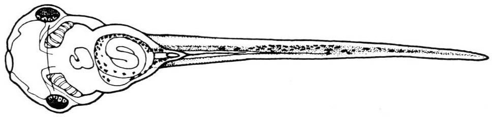 Nieuwkoop and Faber stage 46; age 4 days, 10 hr at 22-24 Celsius; corresponding to the following external morphological criteria: Edge of operculum becoming convex. Xantophores appearing on eye and abdomen. Intestine showing 2 to 2.5 revolutions. Hindlimb bud visible for the first time. Length: 9 - 12 mm.