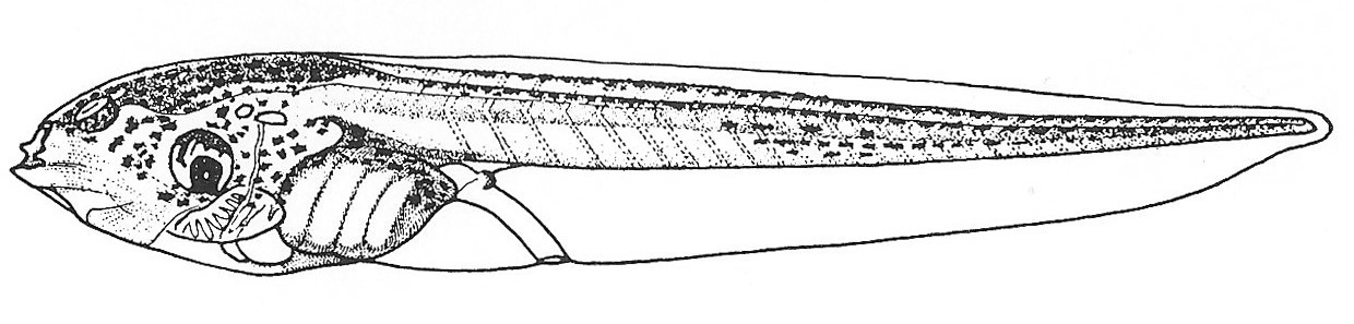 Nieuwkoop and Faber stage 47; age 5 days, 12 hr at 22-24 Celsius; corresponding to the following external morphological criteria: Tentacles larger. Edge of operculum forming quarter of a circle. Xantophores forming opaque layer on abdomen. Intestine showing 2.5 to 3.5 revolutions. Hindlimb bud more distinct. Length: 12 - 15 mm.
