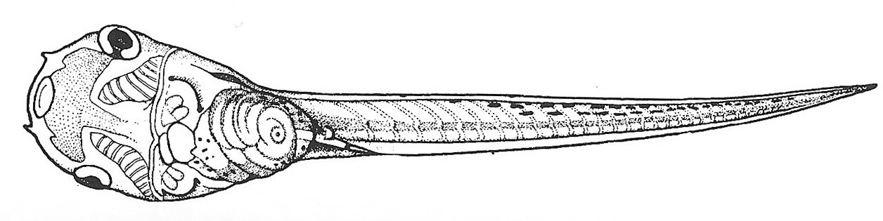 Nieuwkoop and Faber stage 47; age 5 days, 12 hr at 22-24 Celsius; corresponding to the following external morphological criteria: Tentacles larger. Edge of operculum forming quarter of a circle. Xantophores forming opaque layer on abdomen. Intestine showing 2.5 to 3.5 revolutions. Hindlimb bud more distinct. Length: 12 - 15 mm.