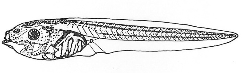 Nieuwkoop and Faber stage 48; age 7.5 days at 22-24 Celsius; corresponding to the following external morphological criteria: Beginning of pigmentation around n. acusticus. Forelimb bud visible for the first time. Shining gold-coloured abdomen. Hindlimb bud semicircular in lateral aspect. Length: 14 - 17 mm.