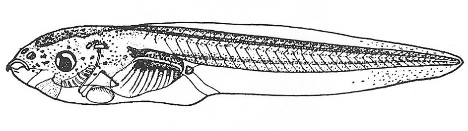 Nieuwkoop and Faber stage 49; age about 12 days at 22-24 Celsius; corresponding to the following external morphological criteria: Melanophores usually appearing around thymus gland and nerves and blood vessels of head; xantophores appearing on pericard. Forelimb bud distinct. Hindlimb bud somewhat longer, distal outline still circular, no constrictions at base. Melanophores appearing on dorsal and ventral fin. Length: 17 - 23 mm.