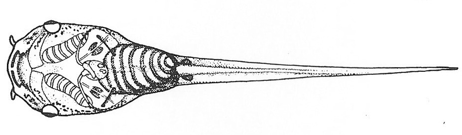 Nieuwkoop and Faber stage 49; age about 12 days at 22-24 Celsius; corresponding to the following external morphological criteria: Melanophores usually appearing around thymus gland and nerves and blood vessels of head; xantophores appearing on pericard. Forelimb bud distinct. Hindlimb bud somewhat longer, distal outline still circular, no constrictions at base. Melanophores appearing on dorsal and ventral fin. Length: 17 - 23 mm.
