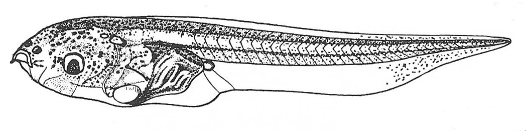 Nieuwkoop and Faber stage 50; age about 15 days at 22-24 Celsius; corresponding to the following external morphological criteria: Forelimb bud somewhat oval-shaped in dorsal aspect. Hindlimb bud longer than broad, constricted at base, distal outline somewhat conical. Length: 20 - 27 mm.