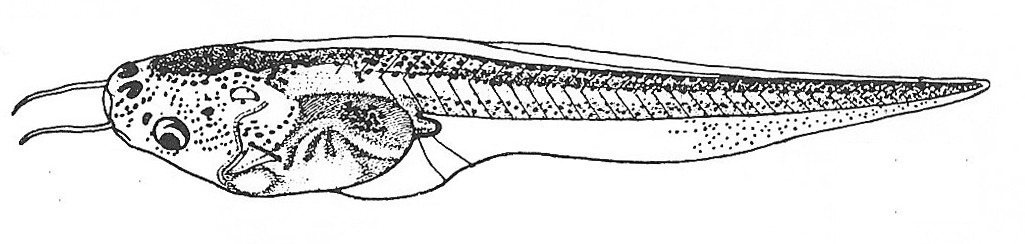 Nieuwkoop and Faber stage 51; age about 17 days at 22-24 Celsius; corresponding to the following external morphological criteria: Tentacles much longer. Forelimb bud oval-shaped in lateral aspect. Hindlimb bud conical in shape, its length about 1.5 times its breadth; melanophores appearing on it. Length: 28 - 36 mm.