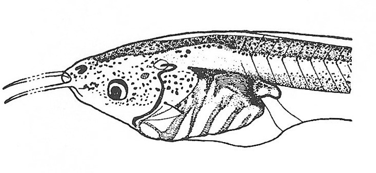 Nieuwkoop and Faber stage 52; age about 21 days at 22-24 Celsius; corresponding to the following external morphological criteria: Forelimb bud irregularly conical. Hindlimb bud showing first indication of ankle constriction and first sign of flattening of foot. Length: 42 - 56 mm.