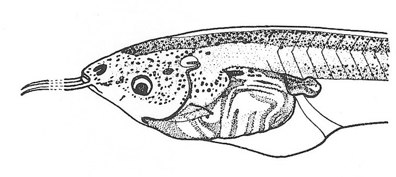 Nieuwkoop and Faber stage 53; age about 24 days at 22-24 Celsius; corresponding to the following external morphological criteria: Fore- and hindlimbs in paddle stage. Hindlimb whithout foot somewhat longer than broad; 4th and 5th toe indicated. Length: 50 - 60 mm.
