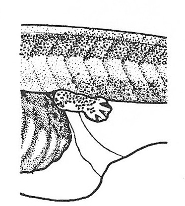 Nieuwkoop and Faber stage 54; age about 26 days at 22-24 Celsius; corresponding to the following external morphological criteria: All four fingers indicated; edge of hand slightly scalloped between fingers; melanophores appearing on forelimb. Length of hindlimb without foot nearly twice its breadth; all five toes indicated, the second only very slightly. Length: 58 - 65 mm.