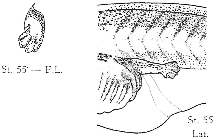 Nieuwkoop and Faber stage 55; age about 32 days at 22-24 Celsius; corresponding to the following external morphological criteria: Hand pronated about 90 degrees; free parts of fingers about equally long as broad. Length of hindlimb without foot about 3 times its breadth; length of cartilages of 4th and 5th toe about 4 times their breadth. Length: 70 - 80 mm.