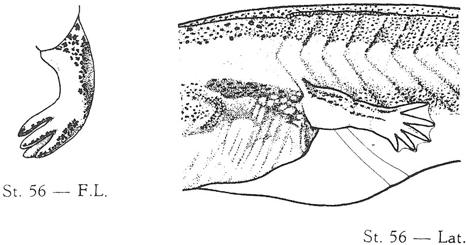 Nieuwkoop and Faber stage 56; age about 38 days at 22-24 Celsius; corresponding to the following external morphological criteria: Elbow and wrist clearly indicated; length of free parts of fingers 3 to 4 times their breadth. Length of cartilages of 4th and 5th toe about 6 times their breadth. Length: 70 - 100 mm.
