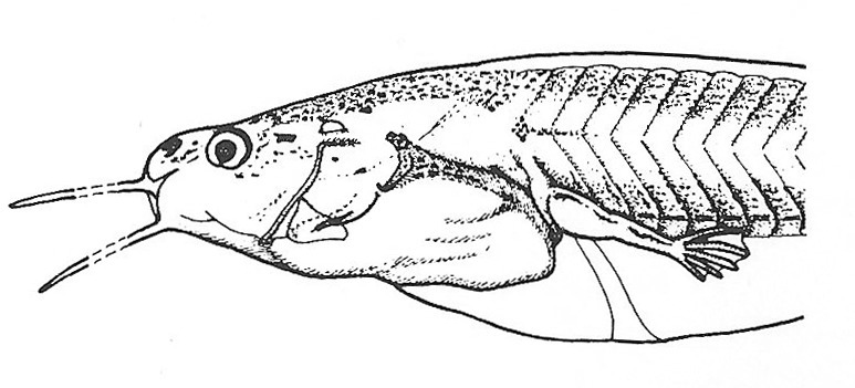 Nieuwkoop and Faber stage 57; age about 41 days at 22-24 Celsius; corresponding to the following external morphological criteria: Pigment-free spot appearing above "Stirnorgan". Angle of elbow more than 90 degrees; fingers stretched out in forelimb atrium, their length about 7 times their breadth. Length: 75 - 105 mm.