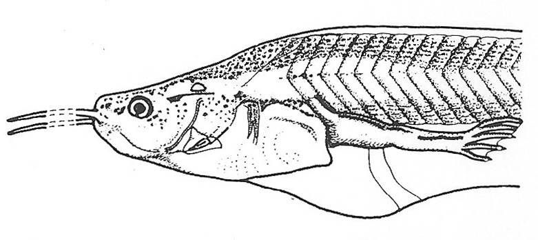 Nieuwkoop and Faber stage 58; age about 44 days at 22-24 Celsius; corresponding to the following external morphological criteria: Forelimbs broken through. Guanophores appearing on abdomen and thighs (adult skin areas). All three claws present on hindlimbs. Length: 80 - 110 mm.