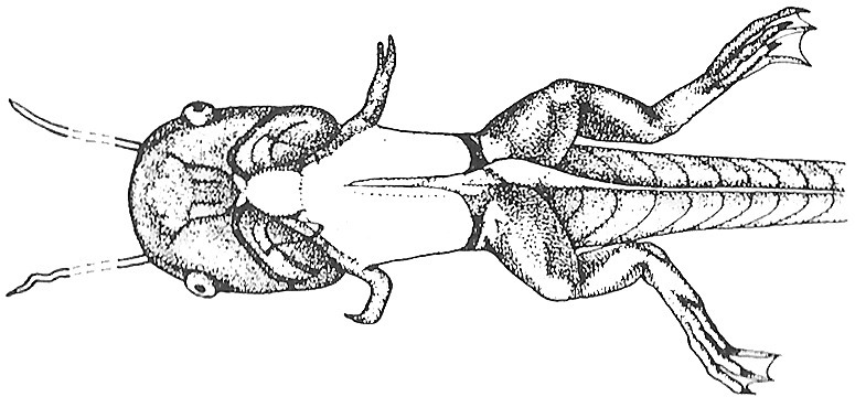 Nieuwkoop and Faber stage 59; age about 45 days at 22-24 Celsius; corresponding to the following external morphological criteria: Tentacles beginning to shrivel up. Stretched forelimb reaching down to base of hindlimb. Guanophores appearing near base of forelimb (adult skin area); anterior border of adult skin area on abdomen not yet sharp; appearance of irregular dark spots on back.