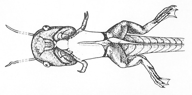 Nieuwkoop and Faber stage 59; age about 45 days at 22-24 Celsius; corresponding to the following external morphological criteria: Tentacles beginning to shrivel up. Stretched forelimb reaching down to base of hindlimb. Guanophores appearing near base of forelimb (adult skin area); anterior border of adult skin area on abdomen not yet sharp; appearance of irregular dark spots on back.