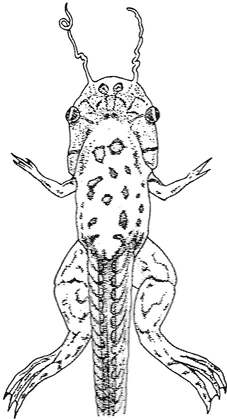 Nieuwkoop and Faber stage 60; age about 46 days at 22-24 Celsius; corresponding to the following external morphological criteria: N. olfactorius still longer than bulbus olfactorius. Guanophores appearing on lower jaw (adult skin area). Openings of gill chambers still wide. Distal half of fingers of stretched forelimb extending beyond base of hindlimb; forelimb still situated behind level of heart. Adult skin area of base of forelimb covered with guanophores; anterior border of adult skin area on abdomen sharper, reaching up to heart.