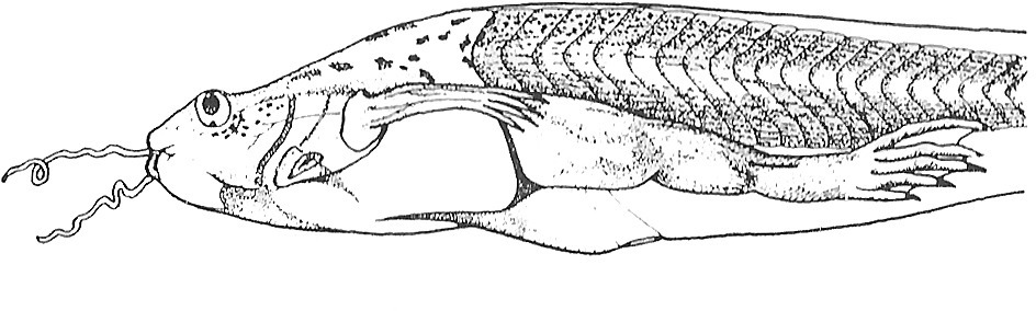 Nieuwkoop and Faber stage 60; age about 46 days at 22-24 Celsius; corresponding to the following external morphological criteria: N. olfactorius still longer than bulbus olfactorius. Guanophores appearing on lower jaw (adult skin area). Openings of gill chambers still wide. Distal half of fingers of stretched forelimb extending beyond base of hindlimb; forelimb still situated behind level of heart. Adult skin area of base of forelimb covered with guanophores; anterior border of adult skin area on abdomen sharper, reaching up to heart.