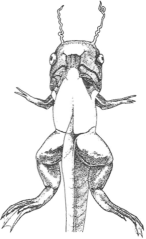 Nieuwkoop and Faber stage 60; age about 46 days at 22-24 Celsius; corresponding to the following external morphological criteria: N. olfactorius still longer than bulbus olfactorius. Guanophores appearing on lower jaw (adult skin area). Openings of gill chambers still wide. Distal half of fingers of stretched forelimb extending beyond base of hindlimb; forelimb still situated behind level of heart. Adult skin area of base of forelimb covered with guanophores; anterior border of adult skin area on abdomen sharper, reaching up to heart.