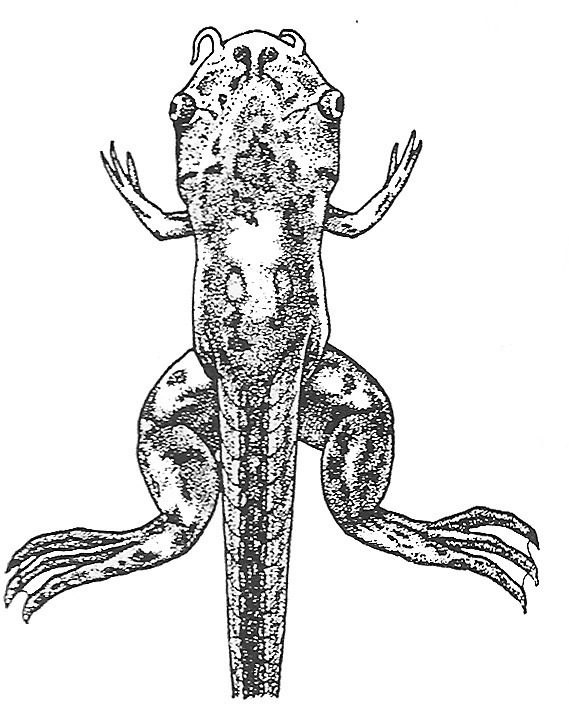 Nieuwkoop and Faber stage 61; age about 48 days at 22-24 Celsius; corresponding to the following external morphological criteria: Head narrower. Tentacles considerably shortened, mostly curved backwards. Length of n. olfactorius equal to diameter of bulbus olfactorius. 4th arterial arch seen just in front of adult skin area of forelimb. Openings of gill chambers considerably narrowed. Forelimb at level of posterior half of heart. Adult skin area on abdomen covering posterior half of heart. Fins considerably reduced.