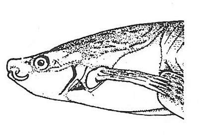 Nieuwkoop and Faber stage 61; age about 48 days at 22-24 Celsius; corresponding to the following external morphological criteria: Head narrower. Tentacles considerably shortened, mostly curved backwards. Length of n. olfactorius equal to diameter of bulbus olfactorius. 4th arterial arch seen just in front of adult skin area of forelimb. Openings of gill chambers considerably narrowed. Forelimb at level of posterior half of heart. Adult skin area on abdomen covering posterior half of heart. Fins considerably reduced.