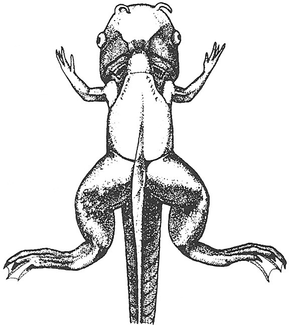 Nieuwkoop and Faber stage 61; age about 48 days at 22-24 Celsius; corresponding to the following external morphological criteria: Head narrower. Tentacles considerably shortened, mostly curved backwards. Length of n. olfactorius equal to diameter of bulbus olfactorius. 4th arterial arch seen just in front of adult skin area of forelimb. Openings of gill chambers considerably narrowed. Forelimb at level of posterior half of heart. Adult skin area on abdomen covering posterior half of heart. Fins considerably reduced.