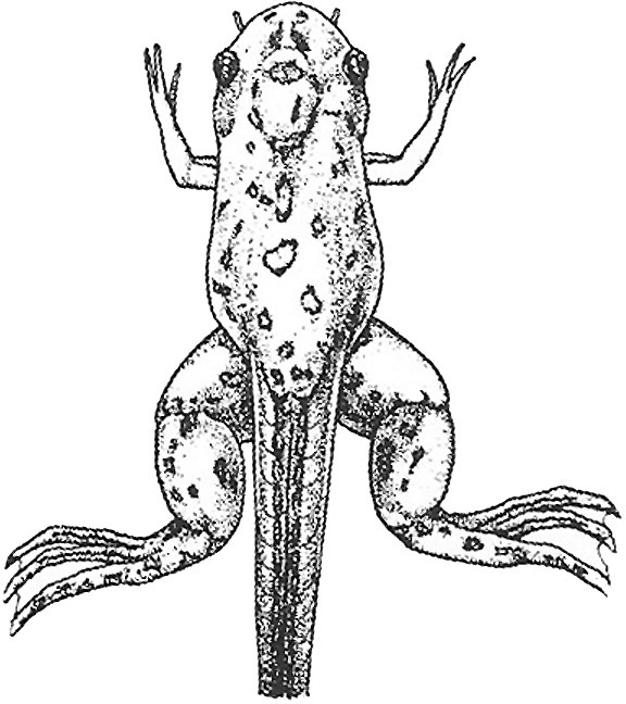 Nieuwkoop and Faber stage 62; age about 49 days at 22-24 Celsius; corresponding to the following external morphological criteria: Head still somewhat broader than cranial part of trunk. Tentacles short, straight. N. olfactorius shorter than diameter of bulbus olfactorius. Corner of mouth still in front of eye. Thymus gland somewhat protruding. 3rd arterial arch (\"larval aorta\Select") seen at distance of its own diameter in front of adult skin area of forelimb. Opening of operculum reduced to curved slit. Forelimb at level of middle of heart. Anterior border of adult skin area on abdomen entirely sharp, mostly nicked medially. Ventral fin disappeared from abdomen.