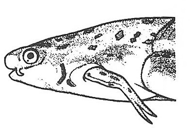 Nieuwkoop and Faber stage 62; age about 49 days at 22-24 Celsius; corresponding to the following external morphological criteria: Head still somewhat broader than cranial part of trunk. Tentacles short, straight. N. olfactorius shorter than diameter of bulbus olfactorius. Corner of mouth still in front of eye. Thymus gland somewhat protruding. 3rd arterial arch (\"larval aorta\Select") seen at distance of its own diameter in front of adult skin area of forelimb. Opening of operculum reduced to curved slit. Forelimb at level of middle of heart. Anterior border of adult skin area on abdomen entirely sharp, mostly nicked medially. Ventral fin disappeared from abdomen.