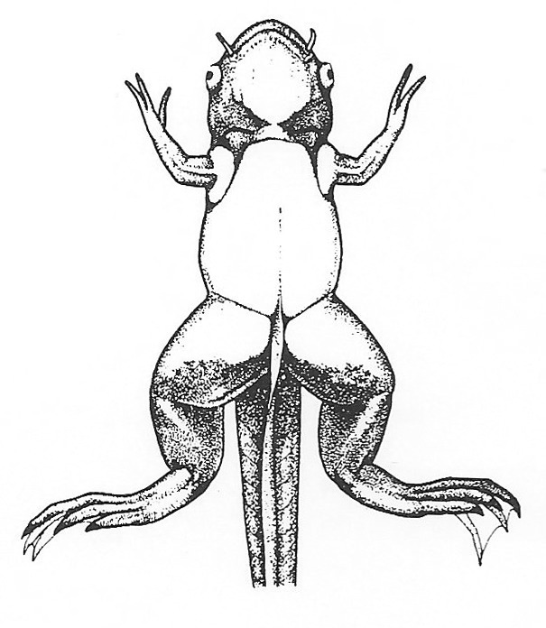 Nieuwkoop and Faber stage 62; age about 49 days at 22-24 Celsius; corresponding to the following external morphological criteria: Head still somewhat broader than cranial part of trunk. Tentacles short, straight. N. olfactorius shorter than diameter of bulbus olfactorius. Corner of mouth still in front of eye. Thymus gland somewhat protruding. 3rd arterial arch (\"larval aorta\Select") seen at distance of its own diameter in front of adult skin area of forelimb. Opening of operculum reduced to curved slit. Forelimb at level of middle of heart. Anterior border of adult skin area on abdomen entirely sharp, mostly nicked medially. Ventral fin disappeared from abdomen.
