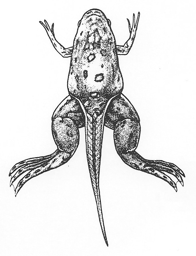 Nieuwkoop and Faber stage 63; age about 51 days at 22-24 Celsius; corresponding to the following external morphological criteria: Head narrower than trunk. Tentacles mostly disappeared. Corner of mouth at level of caudal border of eye. \"Larval aorta\" and thymus gland no longer externally visible. Operculum closed. Adult skin areas on abdomen and lower jaw separated by narrow band of larval skin. Forelimb at level of anterior half of heart. Fin mostly perforated near anus. Tail still slightly longer than body.