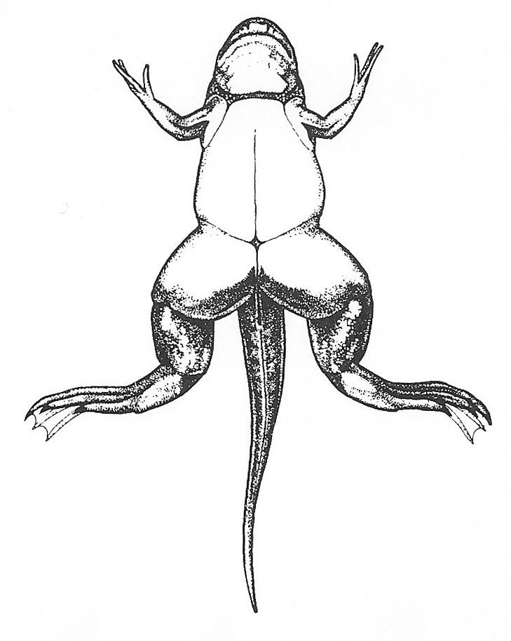 Nieuwkoop and Faber stage 63; age about 51 days at 22-24 Celsius; corresponding to the following external morphological criteria: Head narrower than trunk. Tentacles mostly disappeared. Corner of mouth at level of caudal border of eye. \"Larval aorta\" and thymus gland no longer externally visible. Operculum closed. Adult skin areas on abdomen and lower jaw separated by narrow band of larval skin. Forelimb at level of anterior half of heart. Fin mostly perforated near anus. Tail still slightly longer than body.